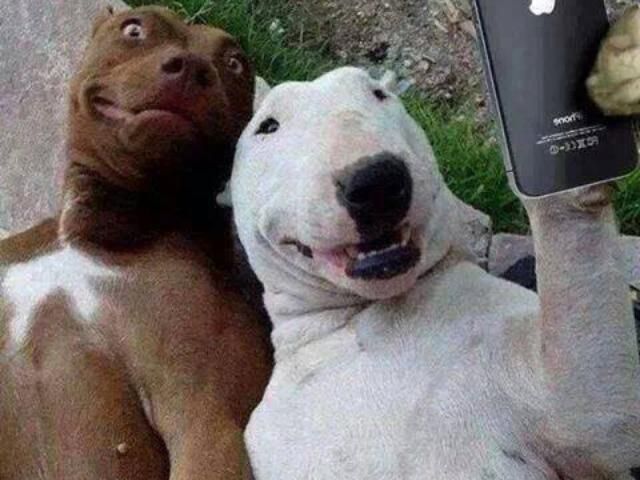 Bullterrier selfi...