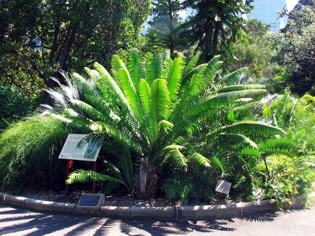 Wollemi Pinebotanical gardnes mike hitchen sydney irresistible.jpg