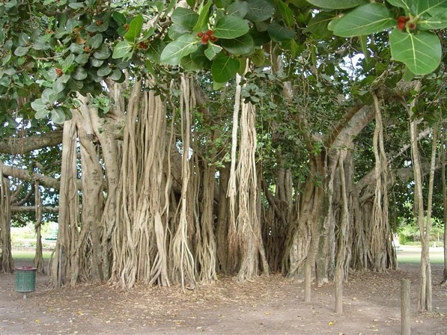 banyan_tree.jpg