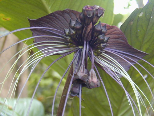 black_bat_flower.jpg