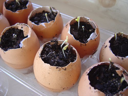 egg-shell-planters.jpg