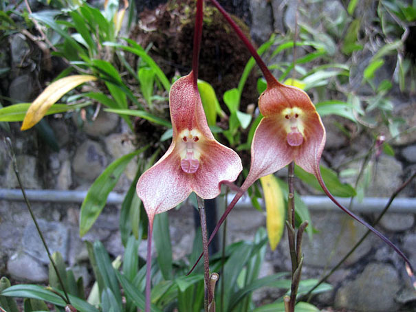 flowers-look-like-animals-people-monkeys-orchids-pareidolia-5.jpg