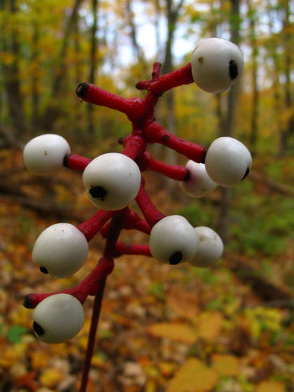 freaky_actaea-pachypoda.jpg