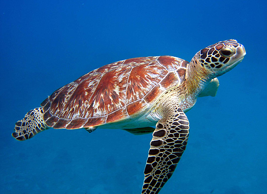 green-turtle.jpg