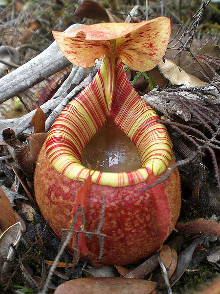 nepenthes_peltata.jpg