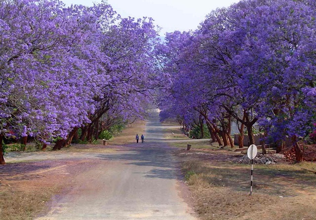 tree-jacaranda3.jpg