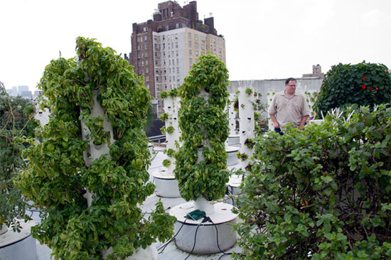 vertical-farm1rooftop.jpg