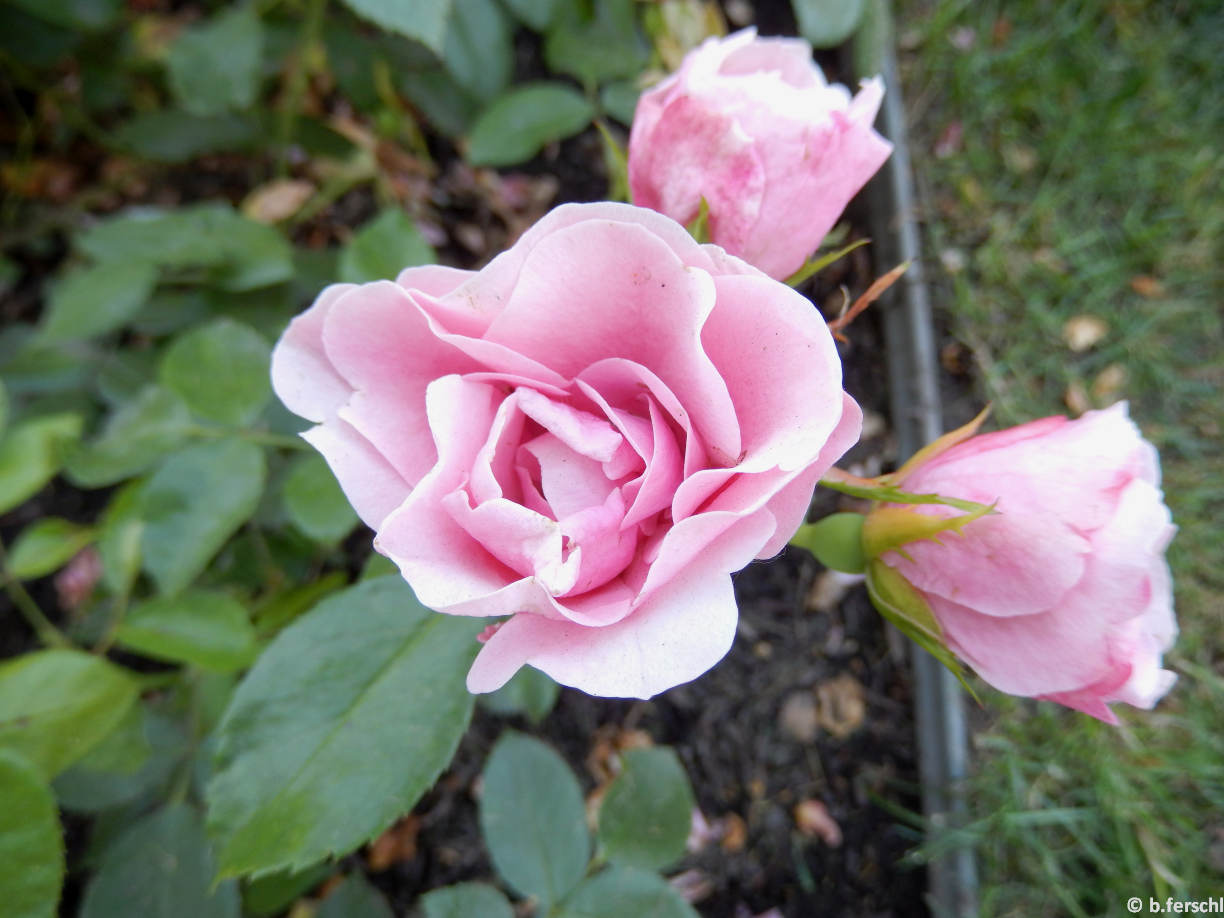 20140619_102626_nagyhagymas_floribunda1.jpg