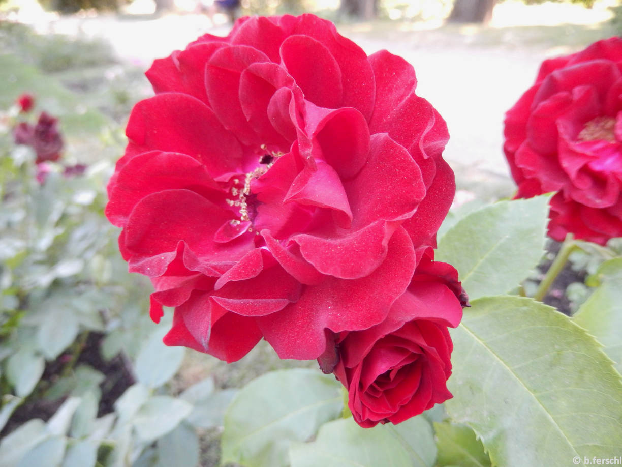 20140619_103017_II_rakoczi_ferenc_emleke_floribunda4.jpg