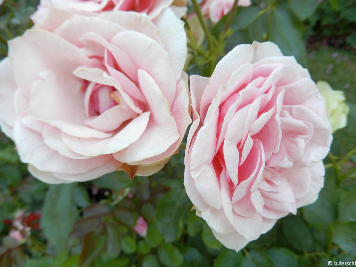 20140619_103936_hajnacska_floribunda4.jpg