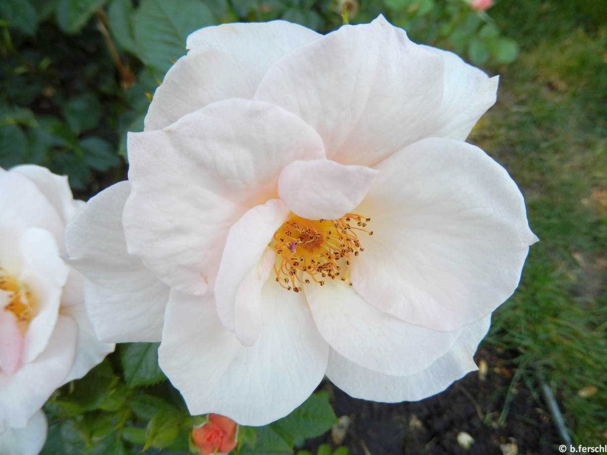 20140619_104103_hild_jozsef_emleke_floribunda4.jpg