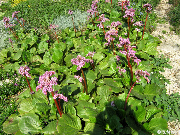 bergenia_cordata_sziklakertben.jpg