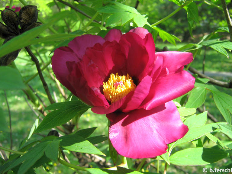 paeonia_suffruticosa.jpg