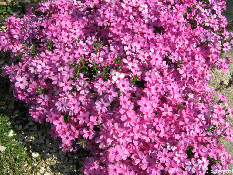 phlox_subulata.jpg