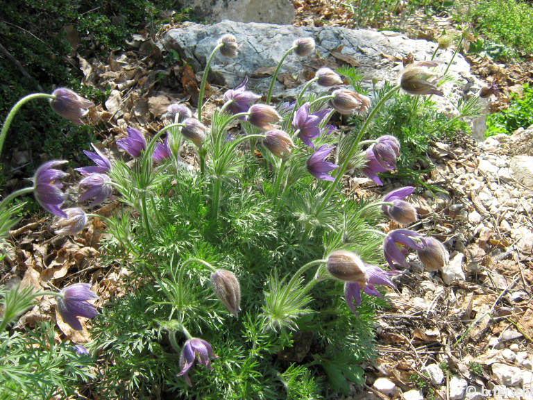 pulsatilla_pratensis_subsp_hungarica.jpg