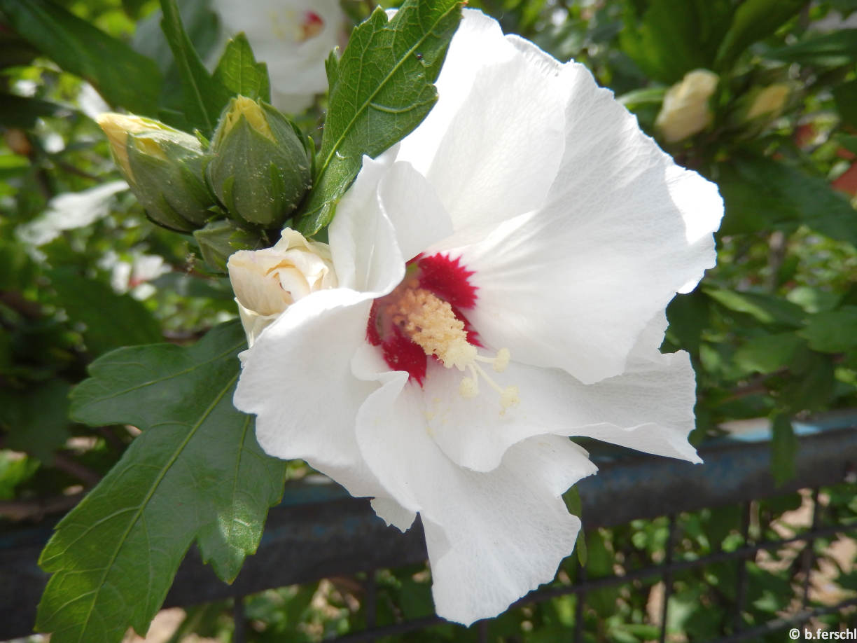 Egyszerű, fehér virágú, piros sziromtövű mályvacserje virág