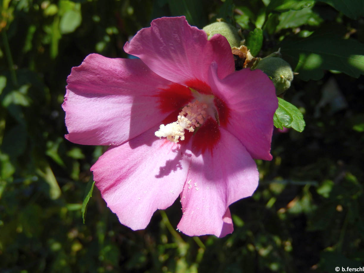 Egyszerű, rózsaszín virágú mályvacserje virág