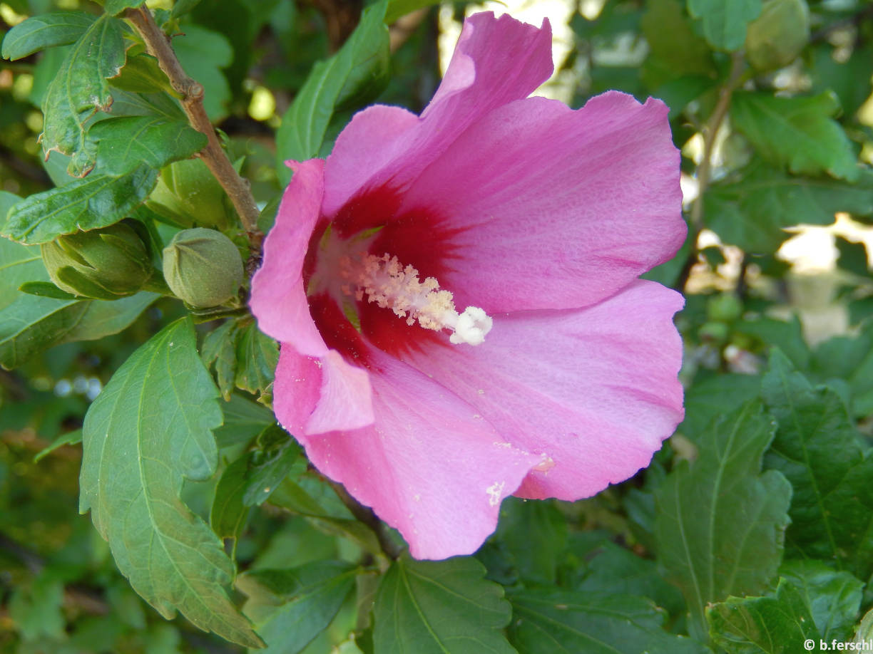 Egyszerű, rózsaszín virágú mályvacserje virág