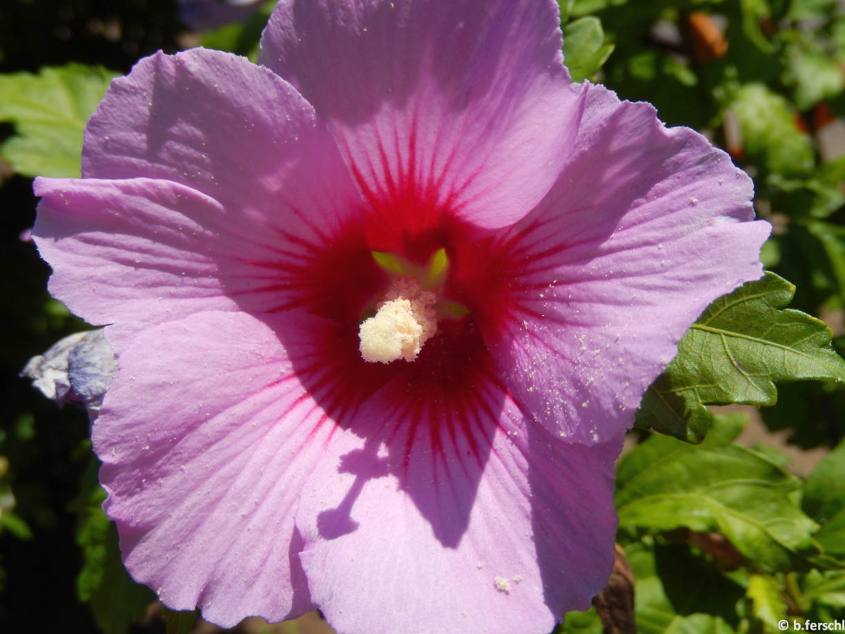 Egyszerű, rózsaszín, piros sziromtövű, erekre kifutó színeződésű mályvacserje virág