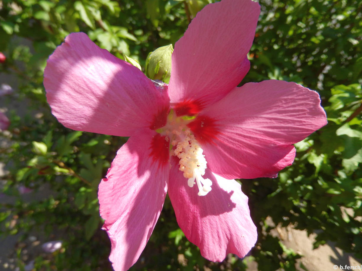 Egyszerű, sötét rózsaszín, keskeny szirmú, piros sziromtövű mályvacserje virág