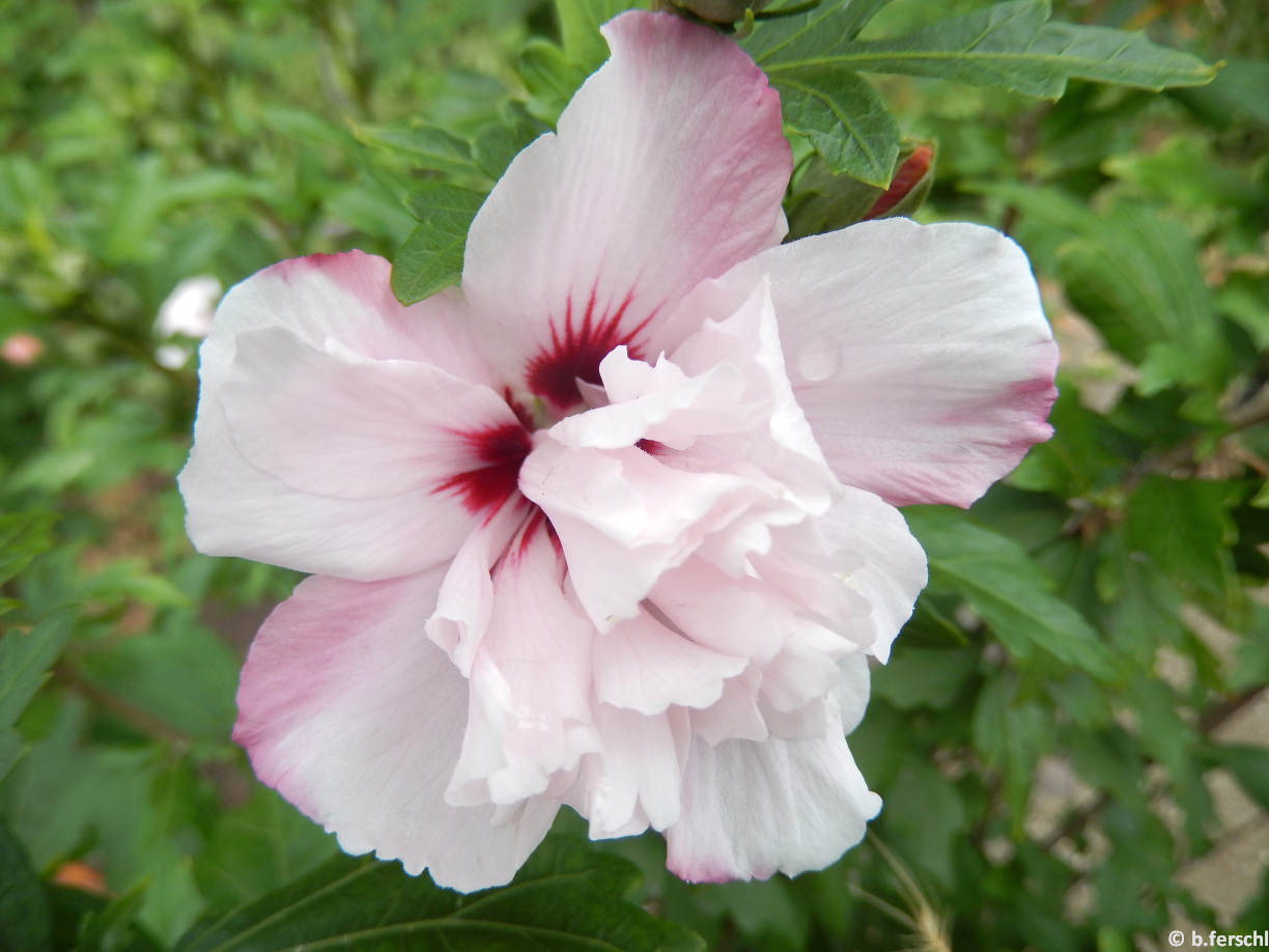 Féltelt, halvány rózsaszínes fehér, piros sziromtövű mályvacserje virág