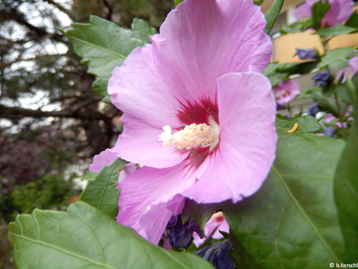 Egyszerű, lilásrózsaszín virágú mályvacserje virág