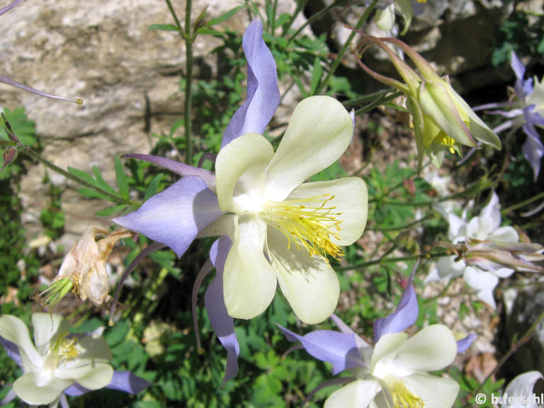 Aquilegia vulgaris - harangláb - egyszerű virágú