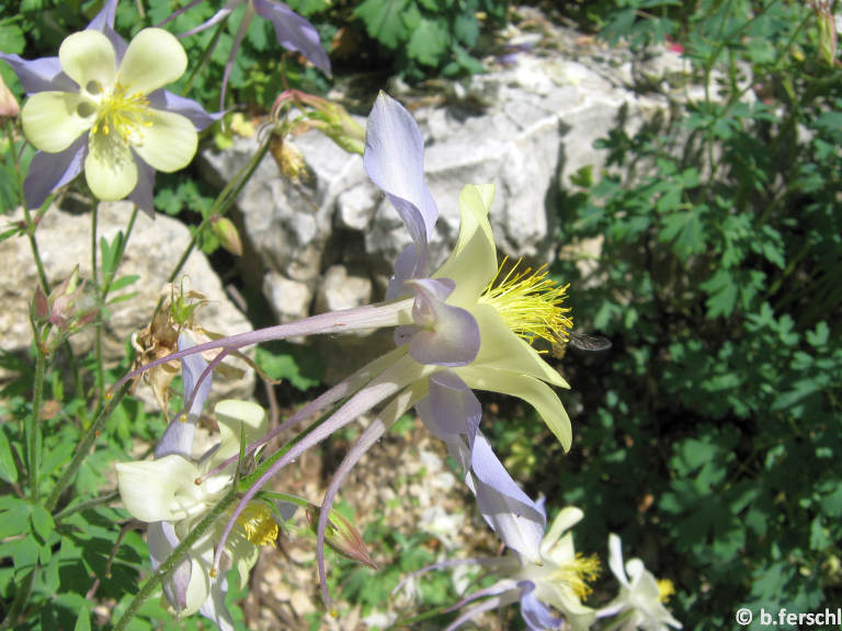 Aquilegia vulgaris - harangláb - egyszerű virágú