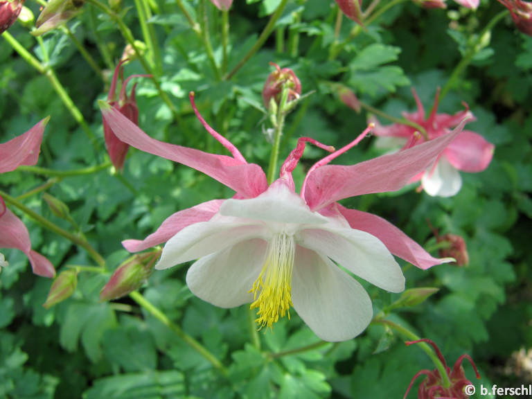 Aquilegia vulgaris - harangláb - egyszerű virágú