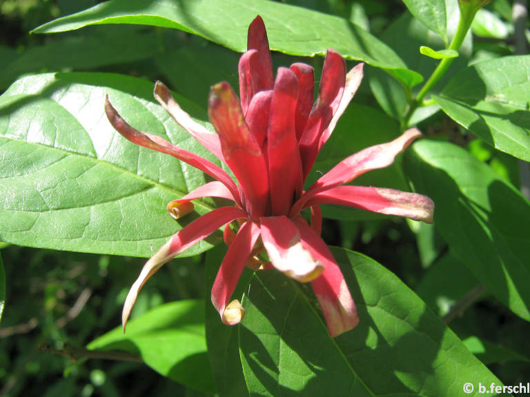 Calicanthus occidentalis - nyugati fűszercserje