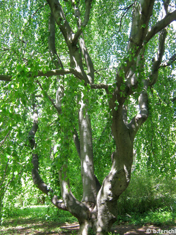 Fagus sylvatica ‘Pendula‘ - szomorú bükk