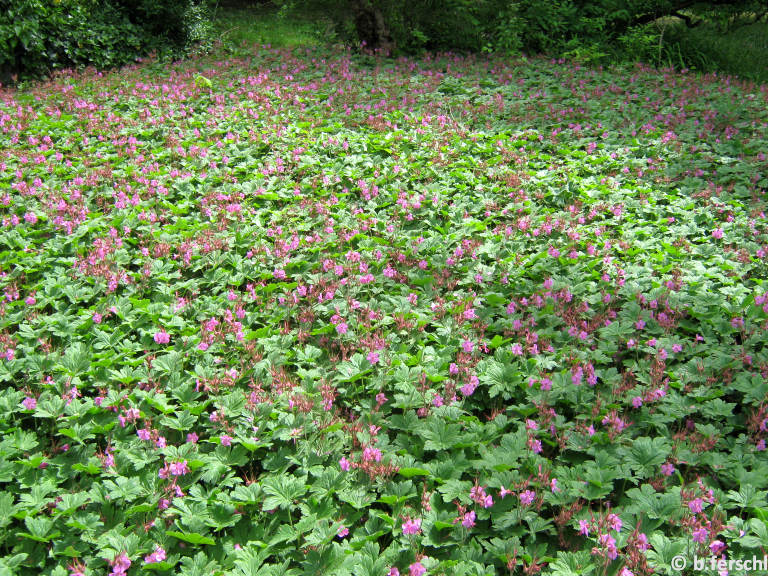 Geranium macrorrhizum - Illatos gólyorr