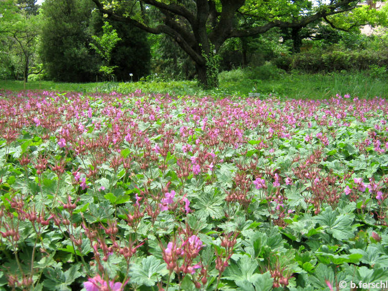 Geranium macrorrhizum - Illatos gólyaorr