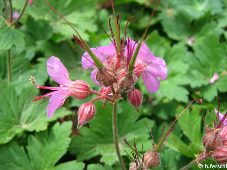 Geranium macrorrhizum - Illatos gólyaorr