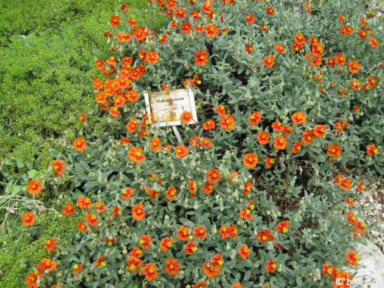 Helianthemum sp. - Napvirág - a sziklakertben