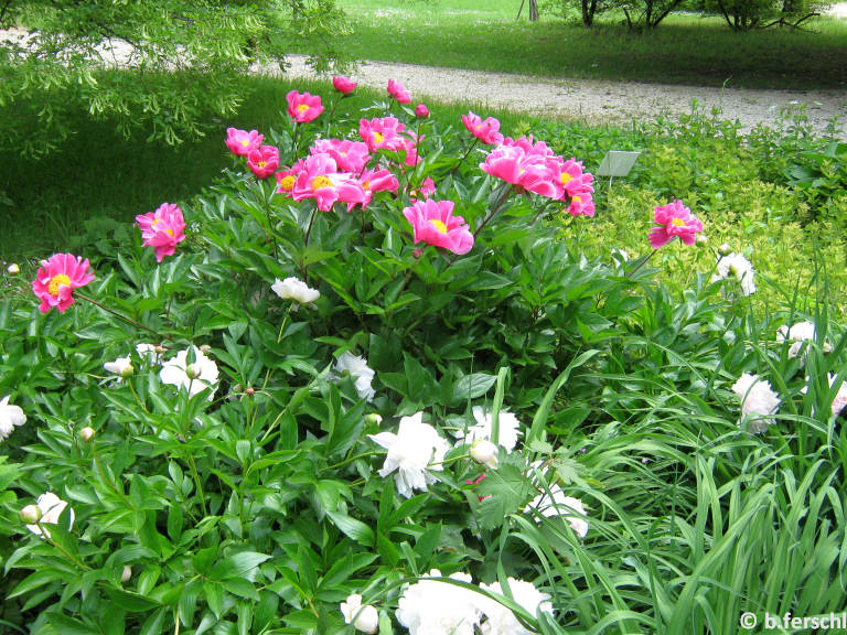 Paeonia lactiflora - kései bazsarózsa