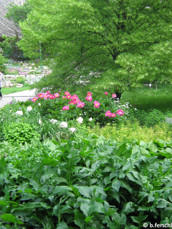 Paeonia lactiflora - kései bazsarózsa