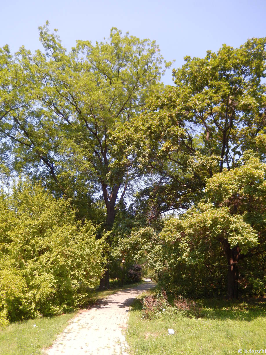 Acer campestre (mezei juhar) - jobbra és Cornus mas (húsos som) - balra