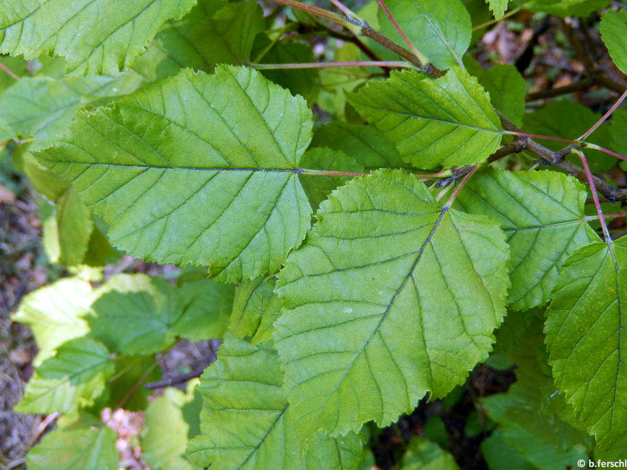 Acer tataricum (tatár juhar) levele