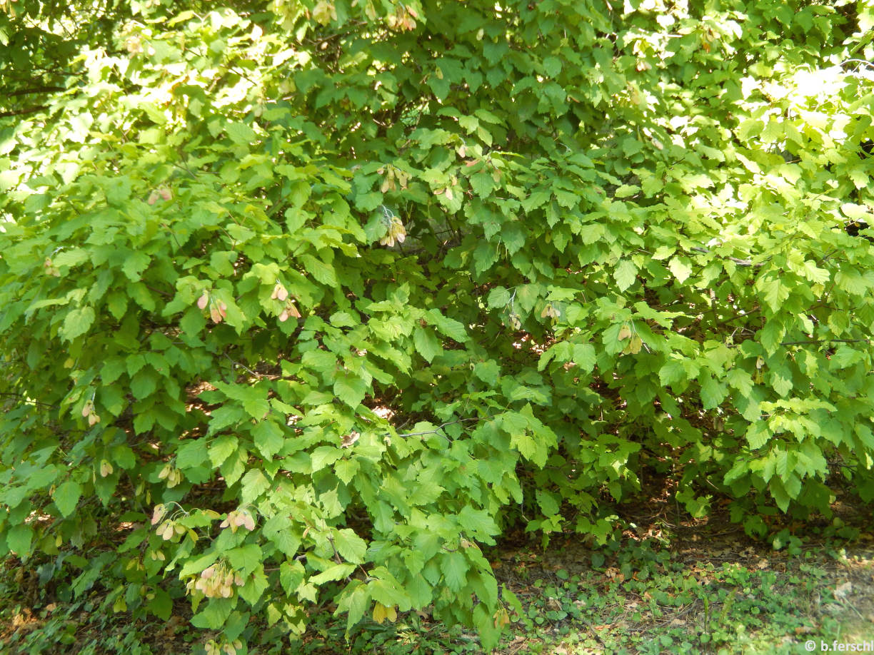 Acer tataricum (tatár juhar) habitusa