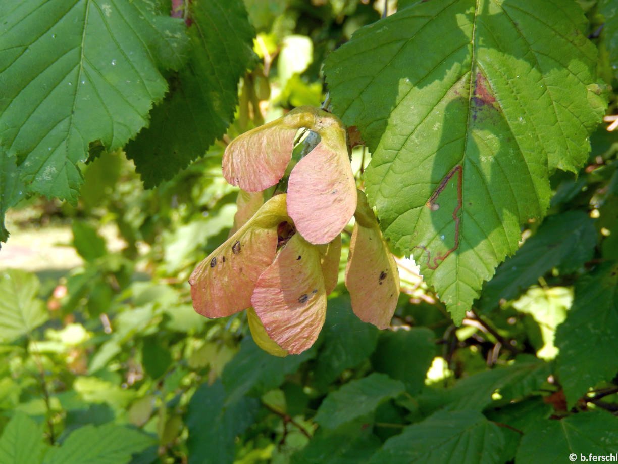 Acer tataricum (tatár juhar) ikerlependék termése
