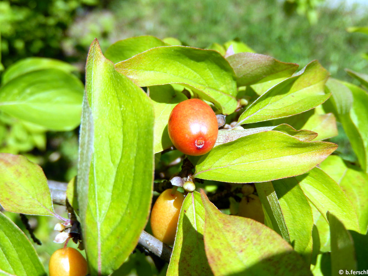 Cornus mas (húsos som)