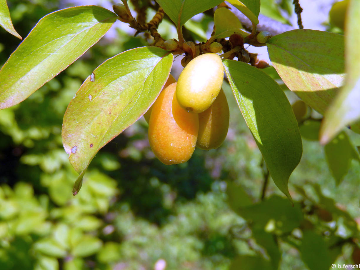 Cornus mas (húsos som)