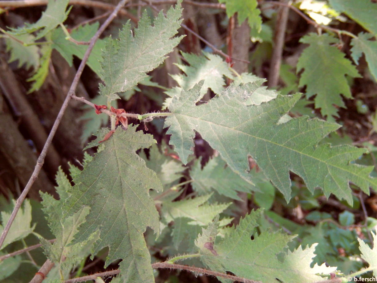 Corylus avellana ‘Heterophylla‘