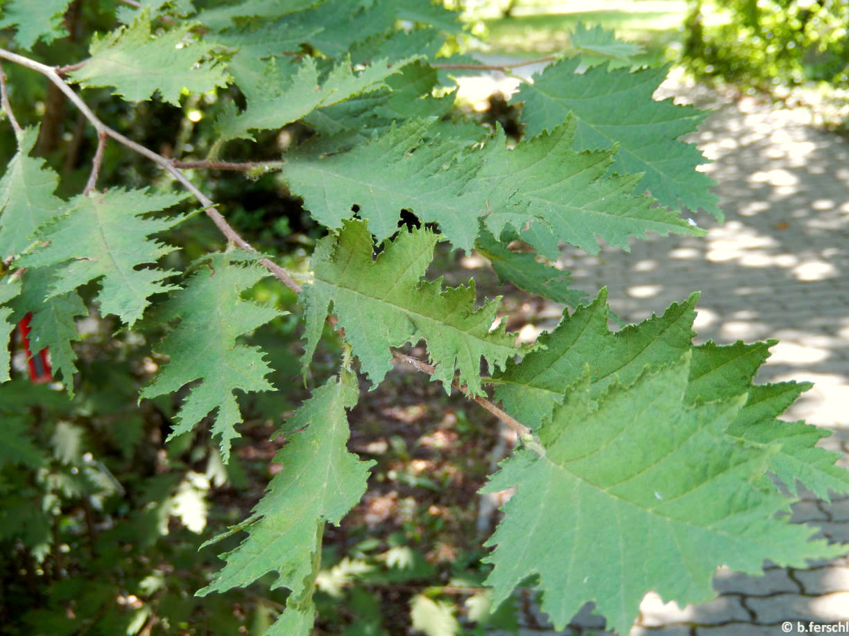 Corylus avellana ‘Heterophylla‘