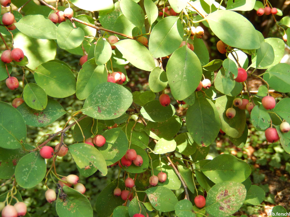 Cotoneaster multiflorus (dúsvirágú madárbirs)<br />termés