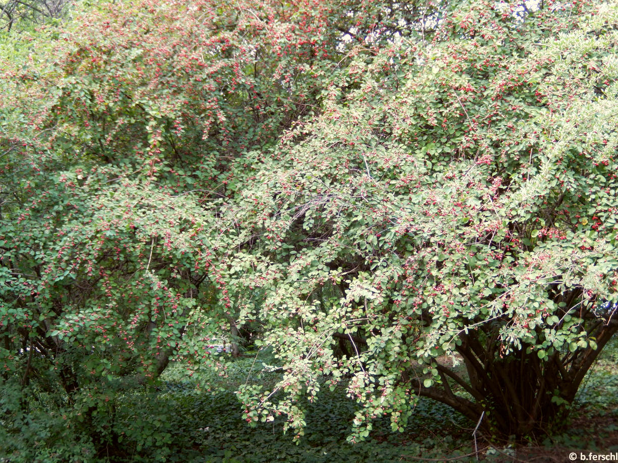 Cotoneaster multiflorus (dúsvirágú madárbirs)<br />habitus