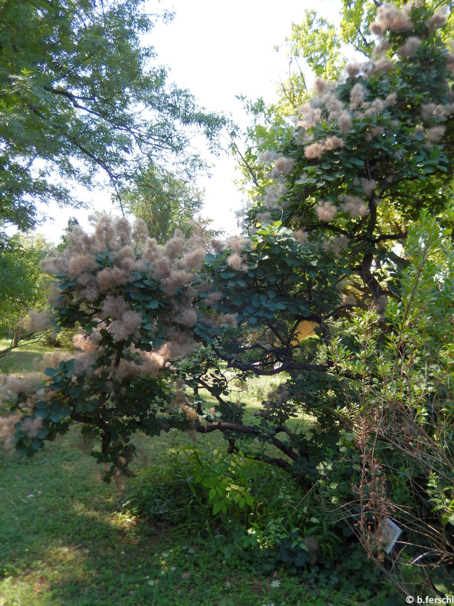 Cotinus coggygria ‘Purpureus‘ (cserszömörce)