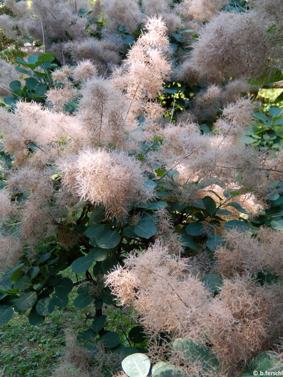 Cotinus coggygria ‘Purpureus‘ (cserszömörce)<br /><br />Elnyílt virágbugák a tollas virágkocsányokkal