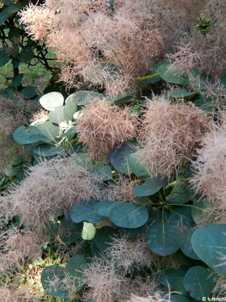 Cotinus coggygria ‘Purpureus‘ (cserszömörce)<br /><br />Elnyílt virágbugák a tollas virágkocsányokkal